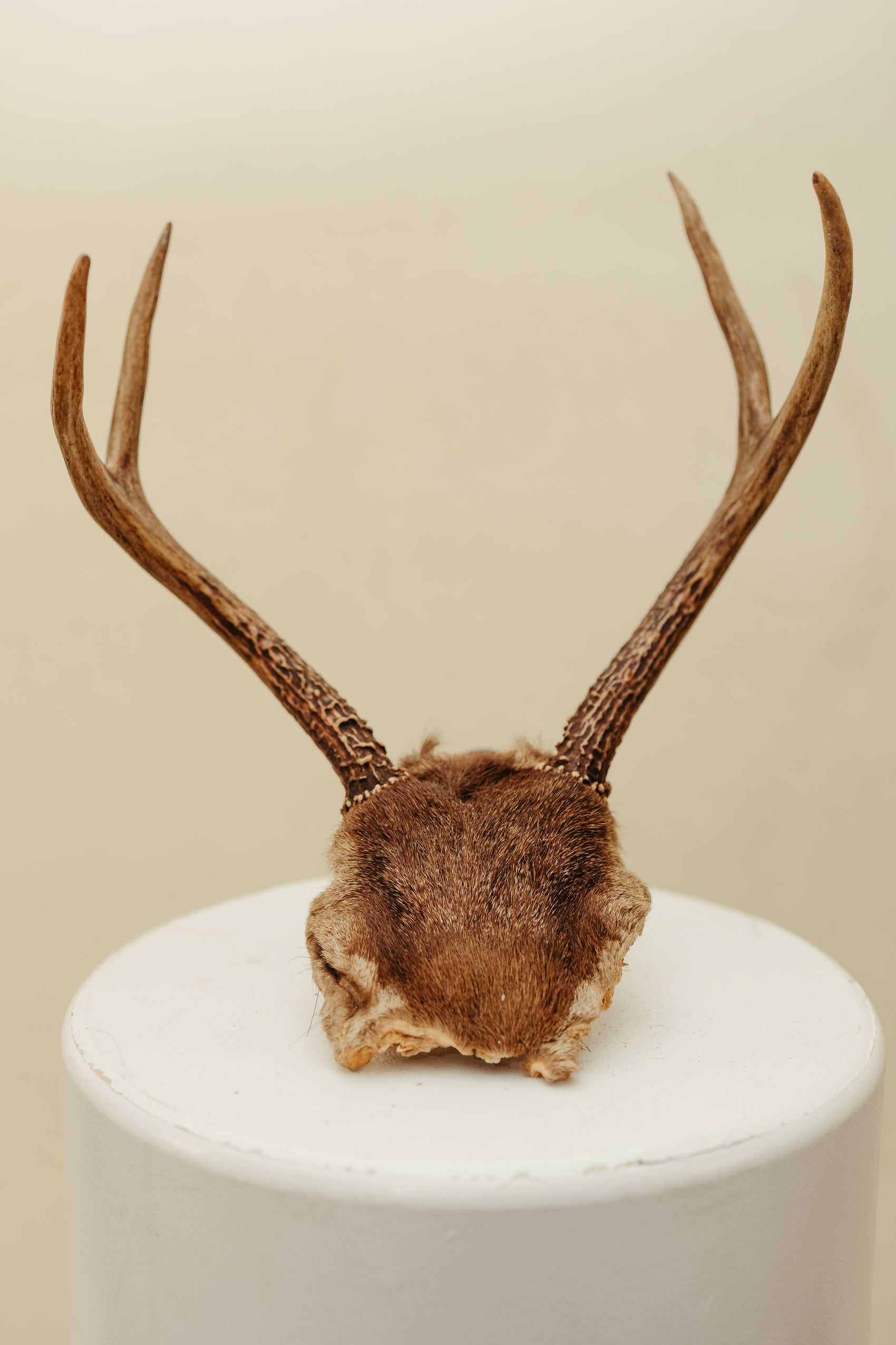 Vintage Deer Antler Mount – Natural Rustic Decor