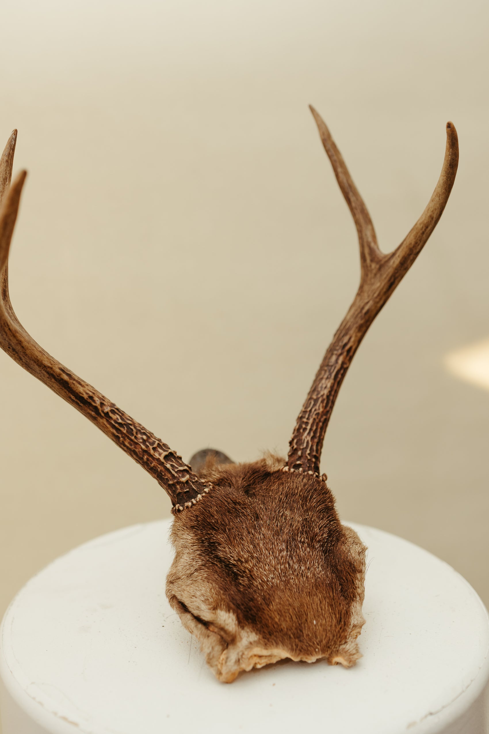 Vintage Deer Antler Mount – Natural Rustic Decor