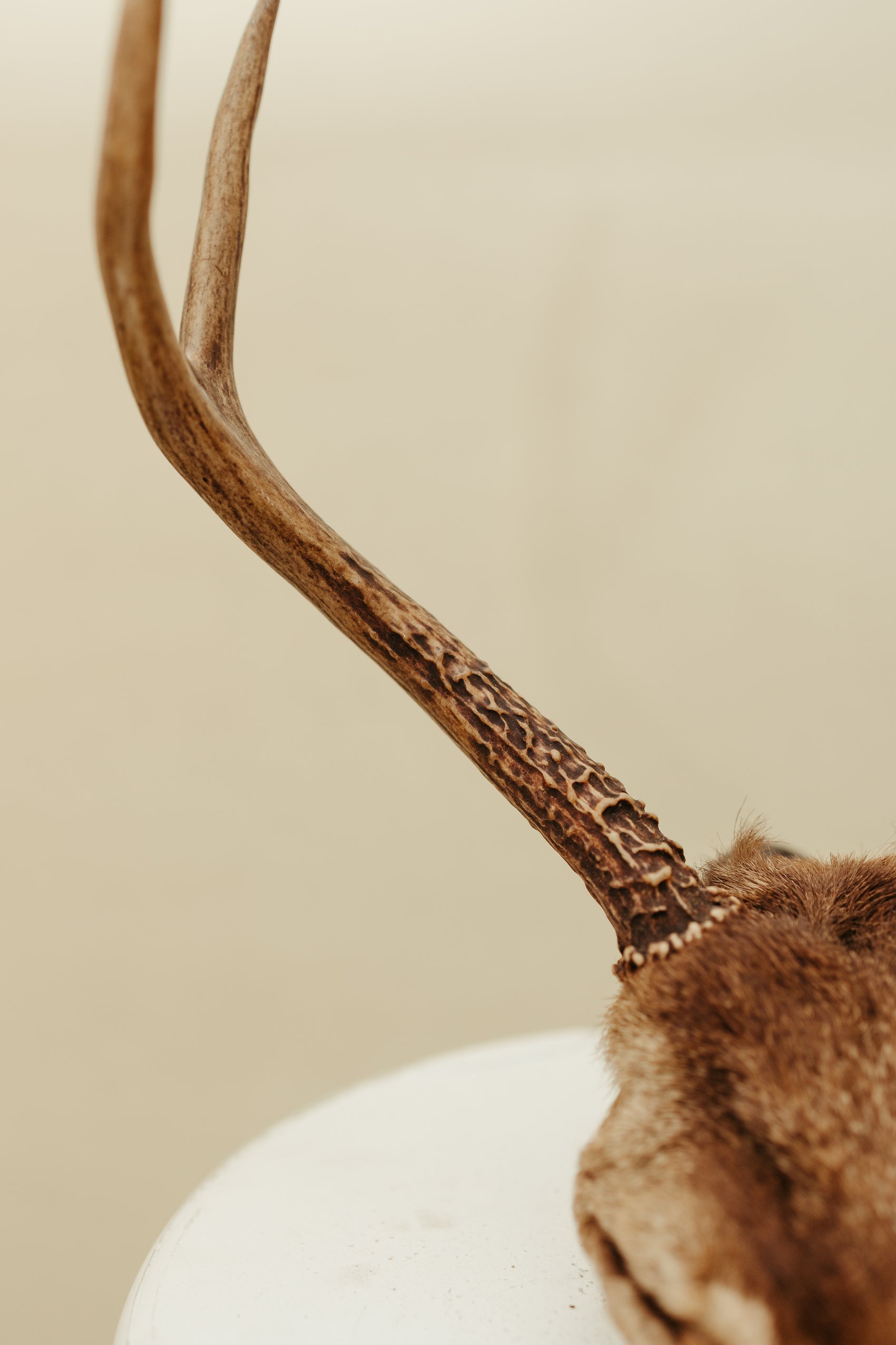 Vintage Deer Antler Mount – Natural Rustic Decor