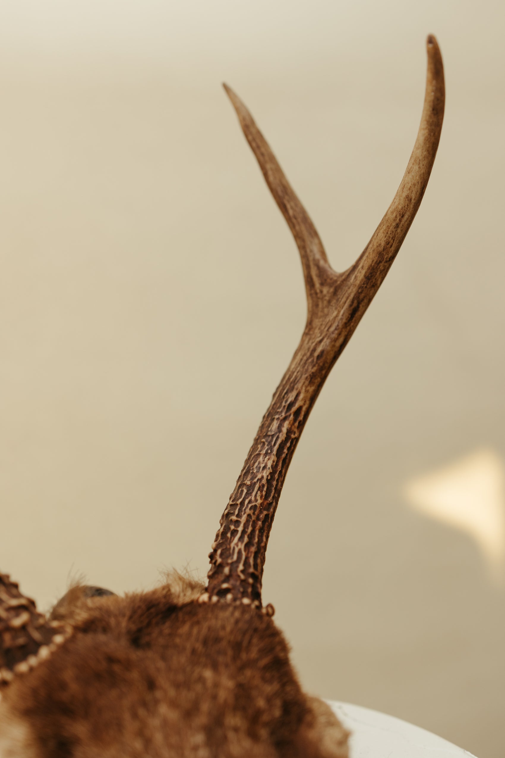 Vintage Deer Antler Mount – Natural Rustic Decor