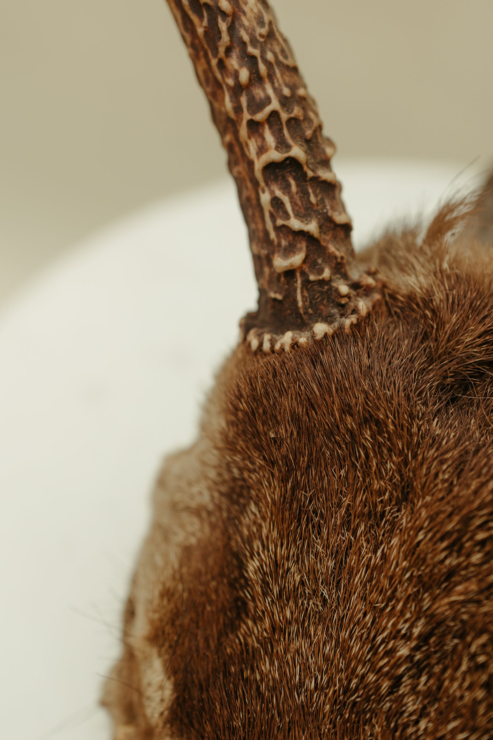 Vintage Deer Antler Mount – Natural Rustic Decor