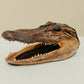 Vintage Taxidermy Alligator Head