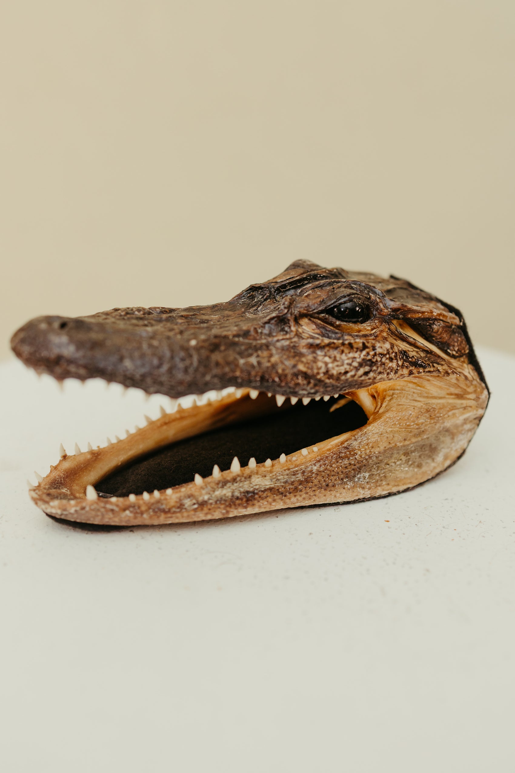 Vintage Taxidermy Alligator Head