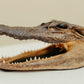 Vintage Taxidermy Alligator Head