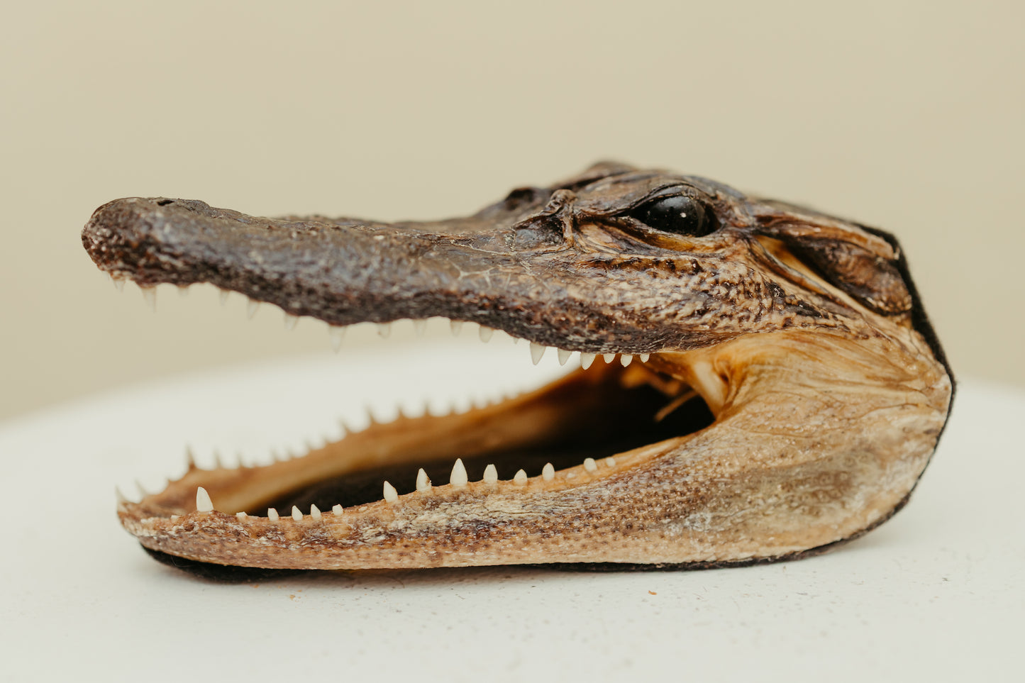 Vintage Taxidermy Alligator Head