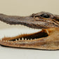 Vintage Taxidermy Alligator Head