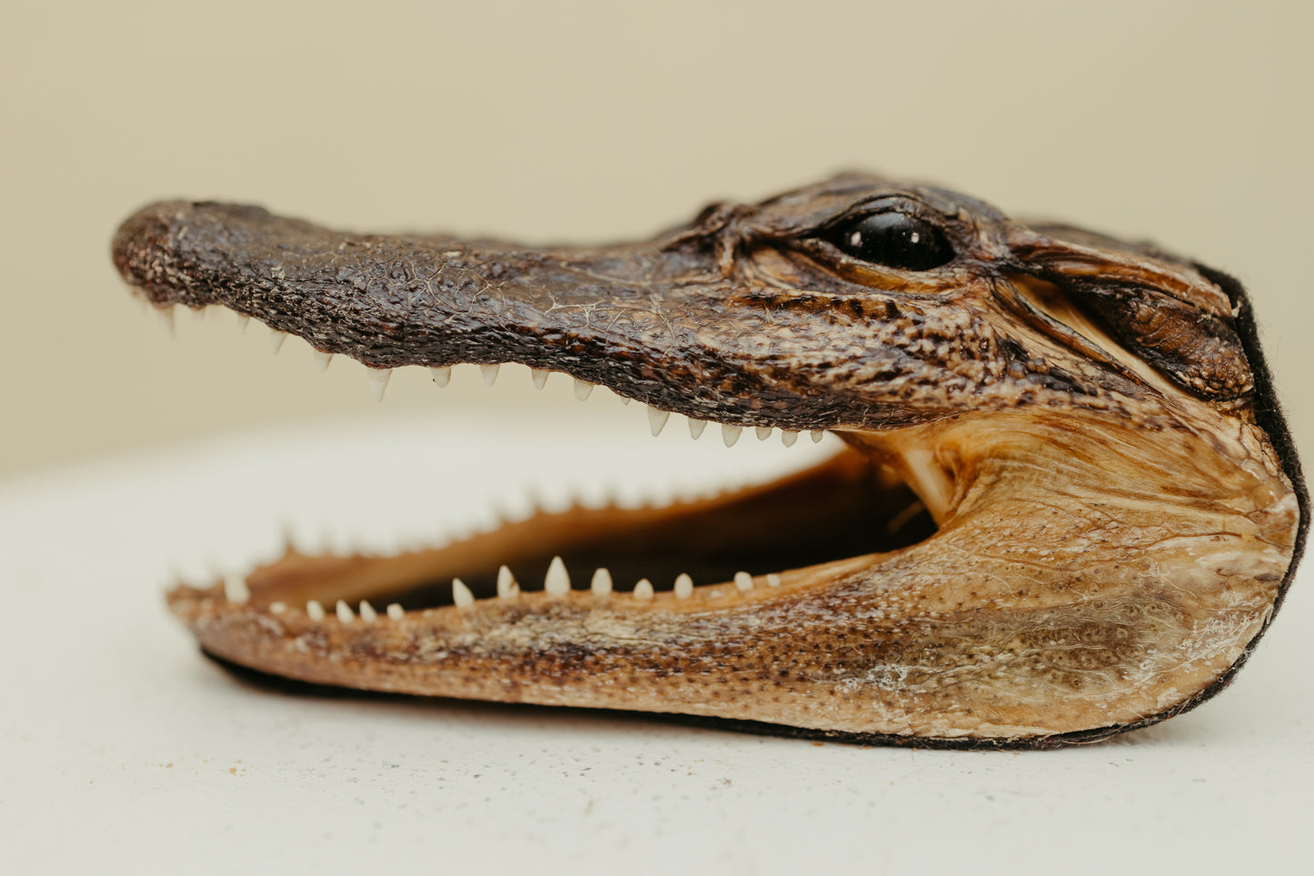 Vintage Taxidermy Alligator Head