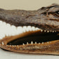 Vintage Taxidermy Alligator Head