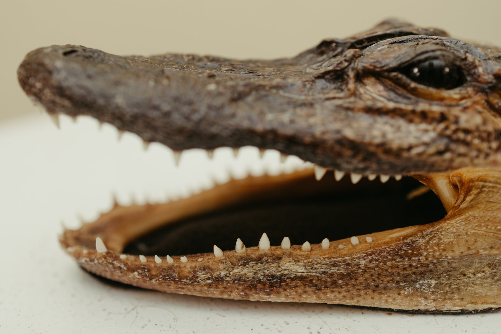 Vintage Taxidermy Alligator Head
