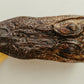 Vintage Taxidermy Alligator Head