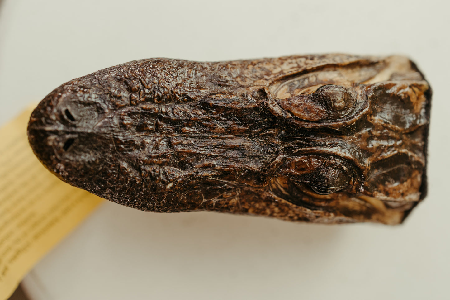 Vintage Taxidermy Alligator Head