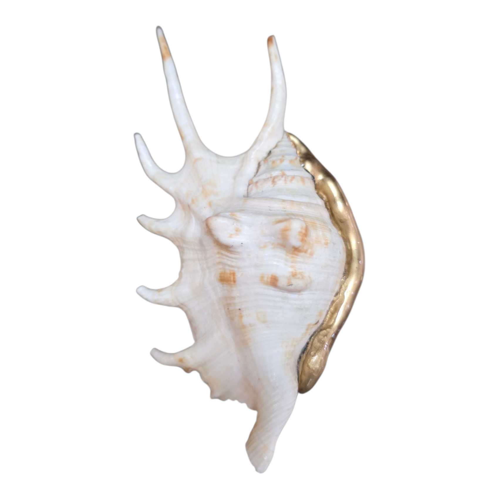 Shell Ring