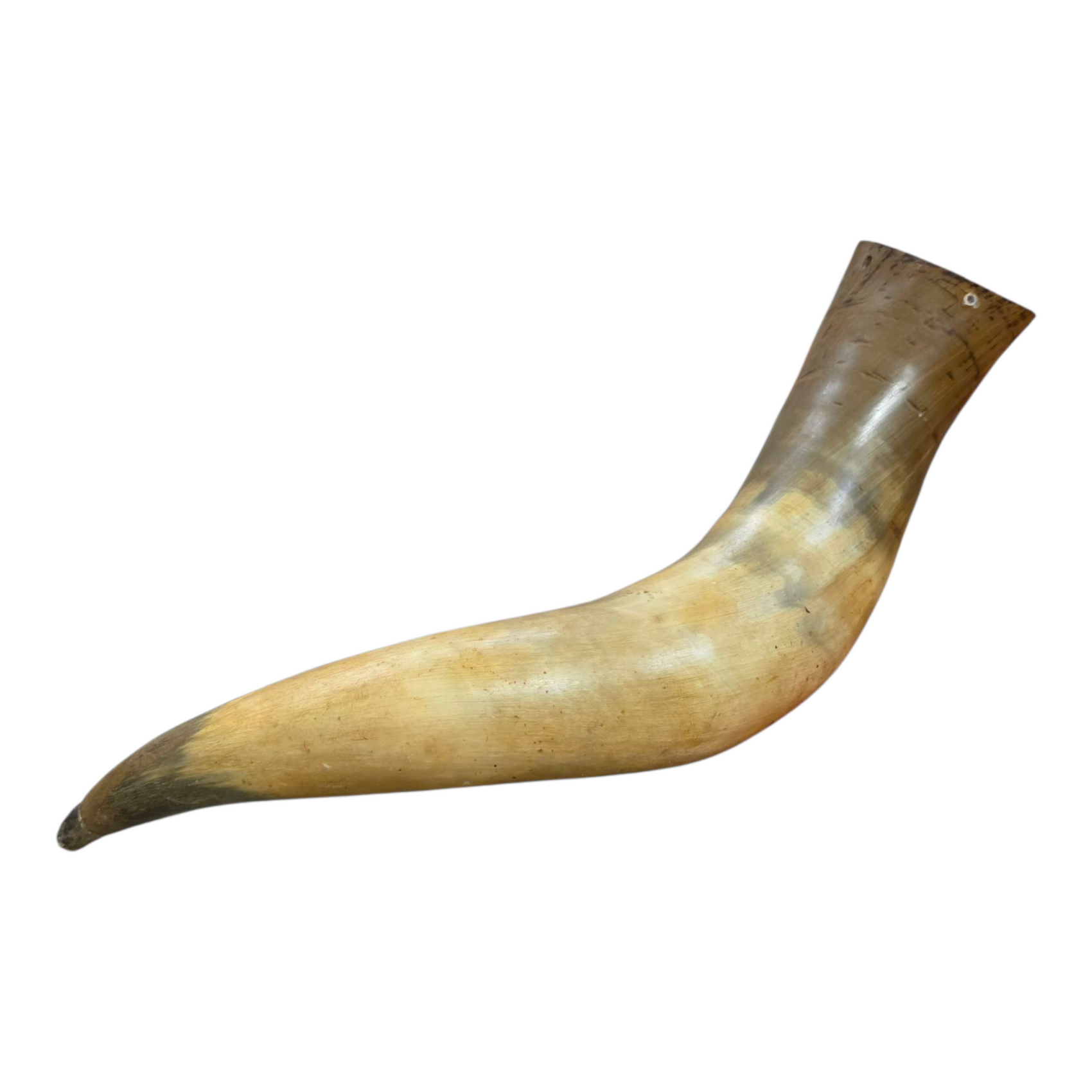 Cow Horn